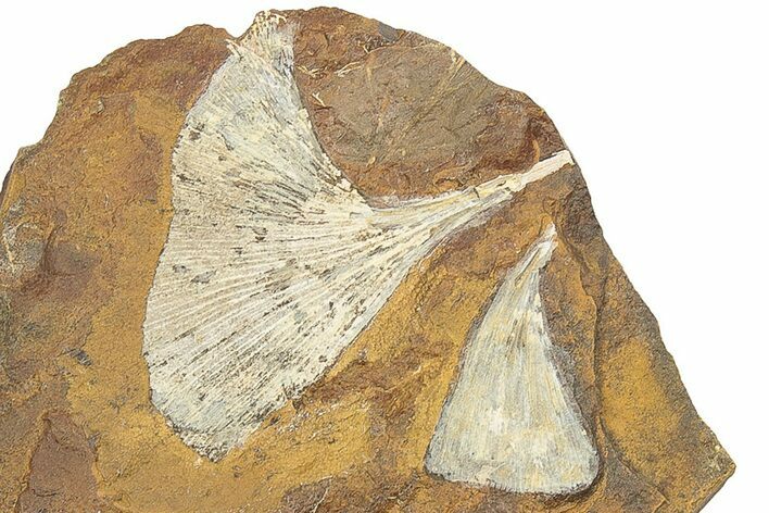 Two Fossil Ginkgo Leaves From North Dakota - Paleocene #247117